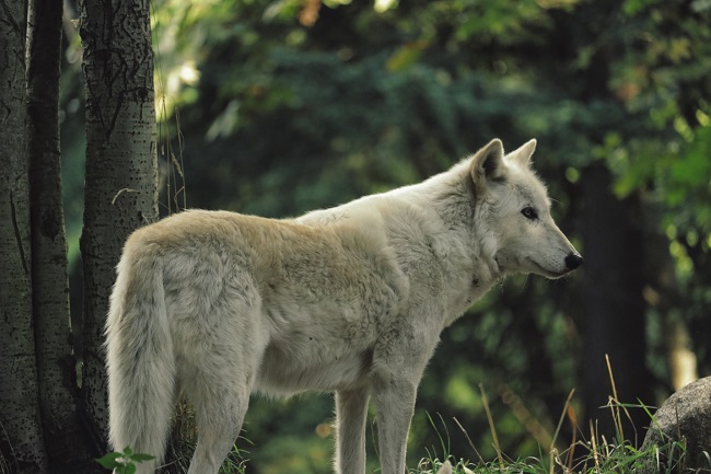 Which Wolf Are You Feeding?